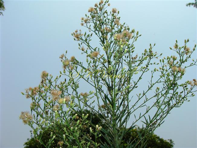  Inflorescence
